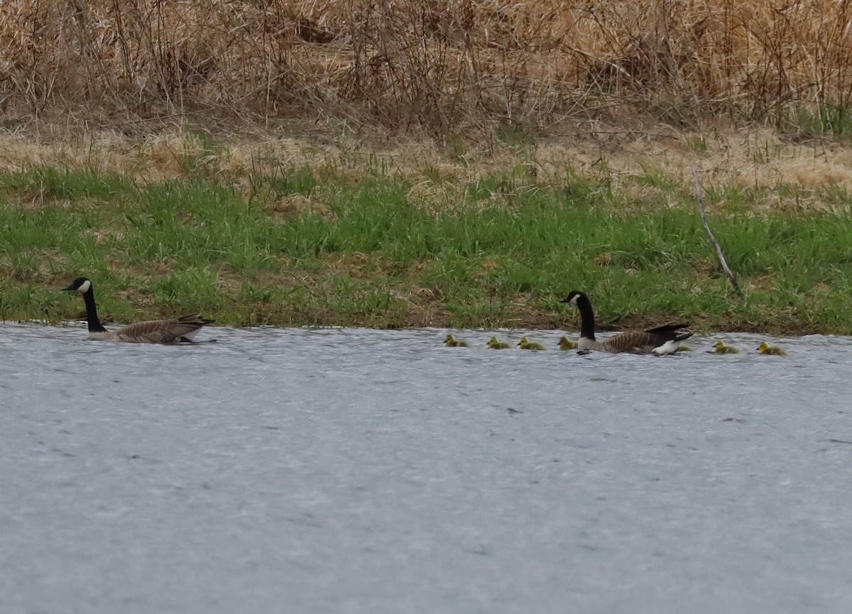 Canada Goose - ML618267238