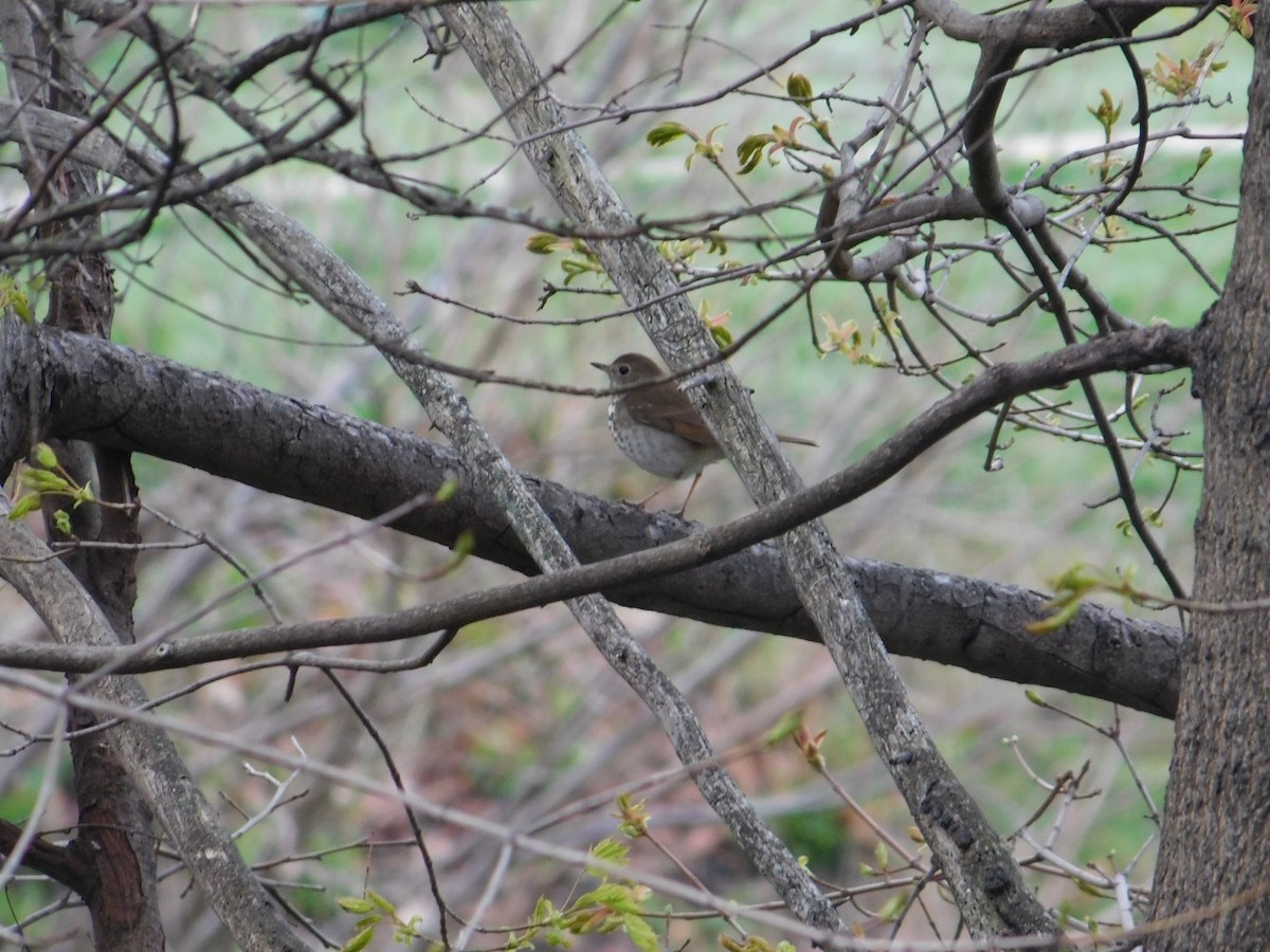 Hermit Thrush - Arrow Z L