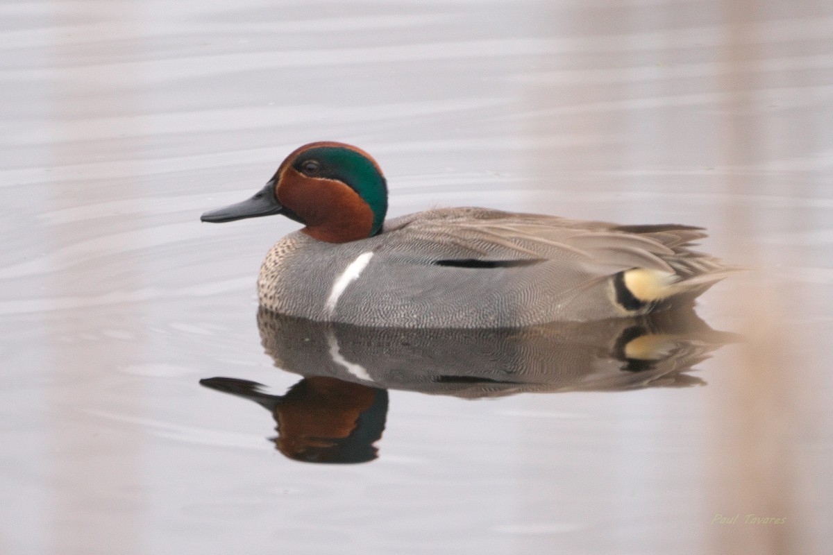 Green-winged Teal - Paul Tavares