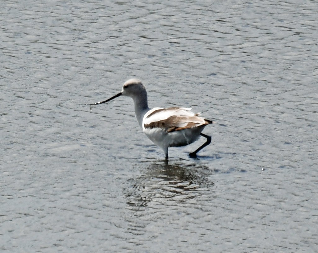 Avoceta Americana - ML618267295