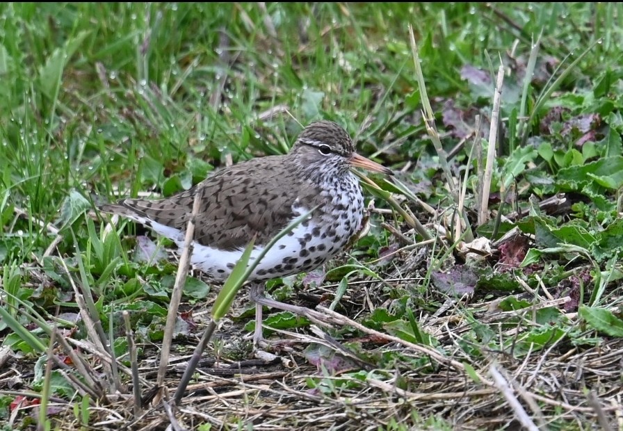 Spotted Sandpiper - Jodi Kotyluk