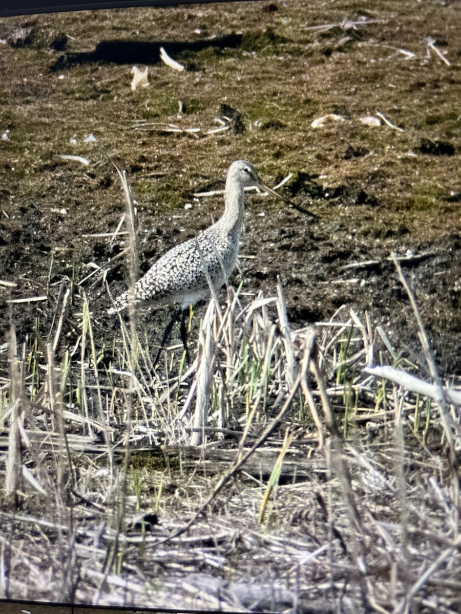 Marbled Godwit - ML618267319