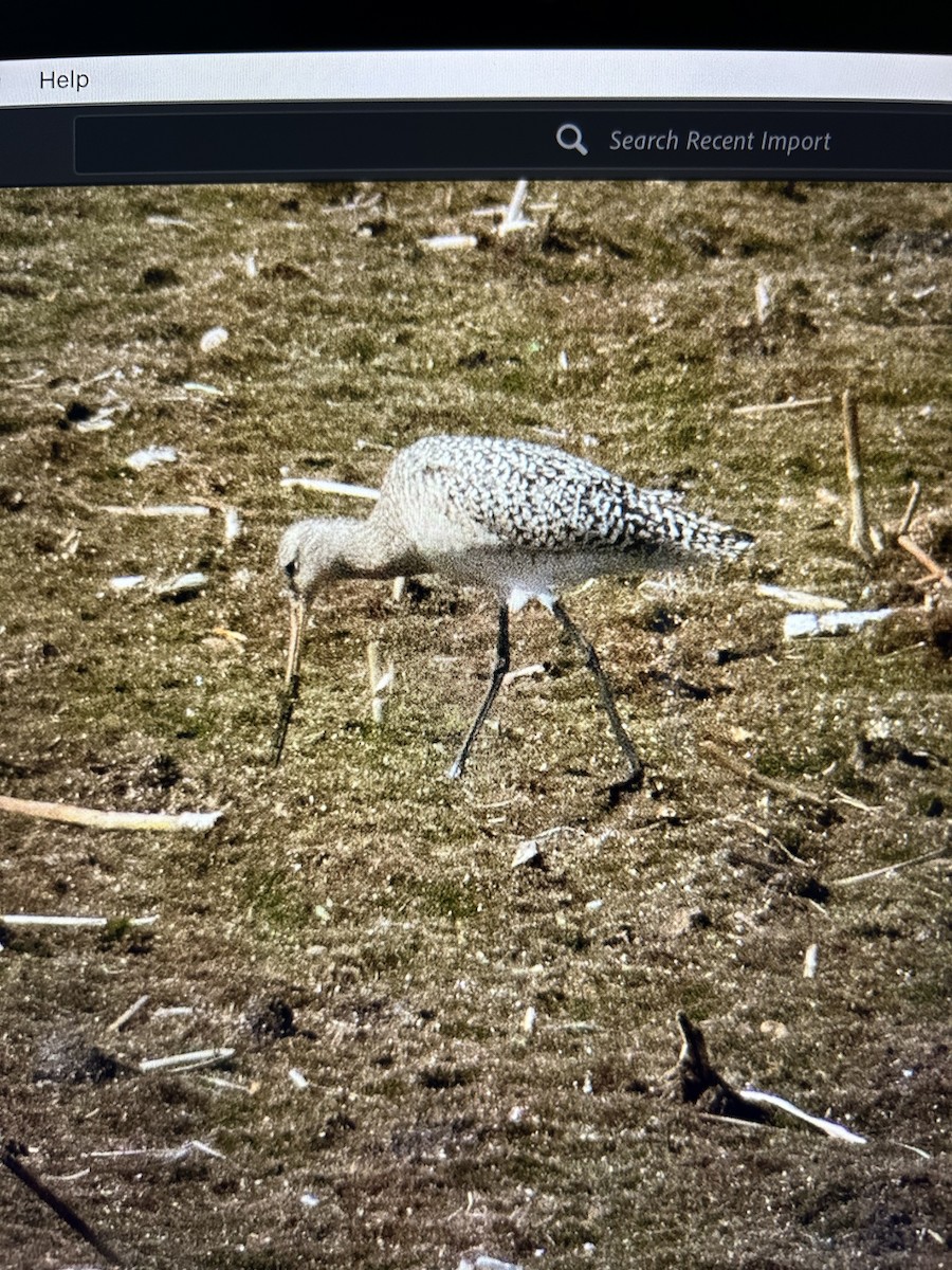 Marbled Godwit - ML618267320