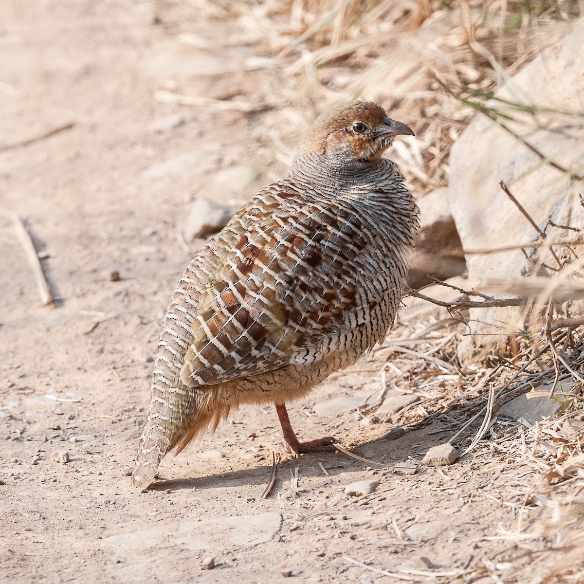 Gray Francolin - ML618267358