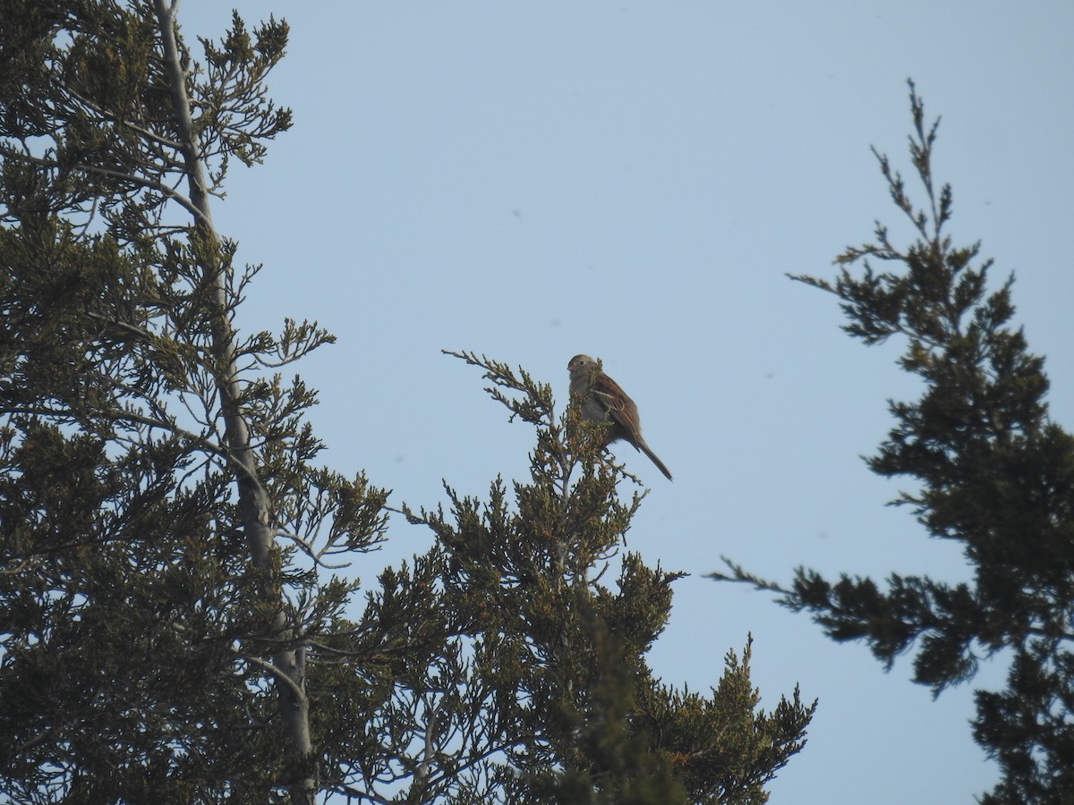 Field Sparrow - Tom Dibblee