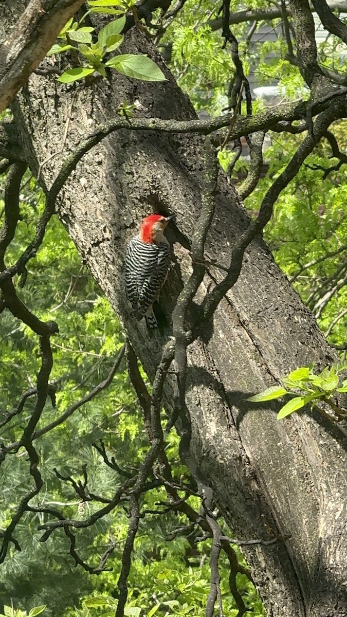 Red-bellied Woodpecker - ML618267381