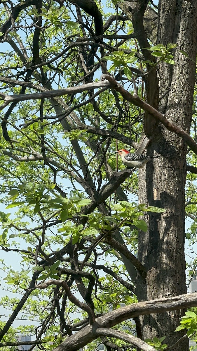 Red-bellied Woodpecker - ML618267382