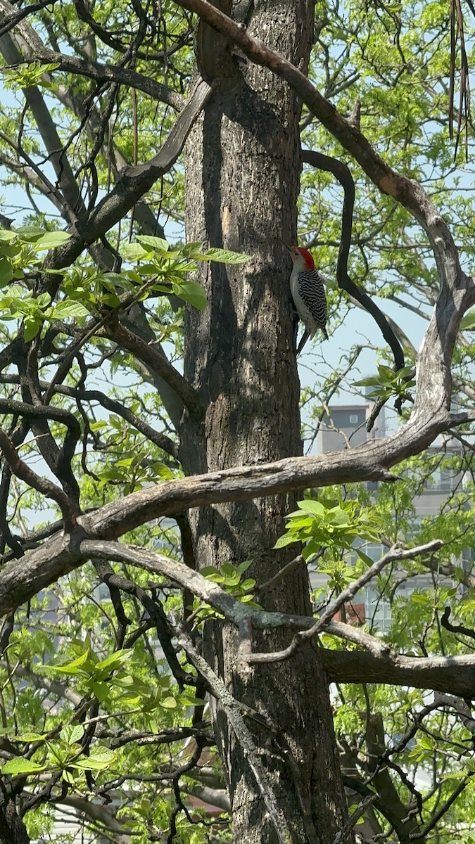 Red-bellied Woodpecker - ML618267383