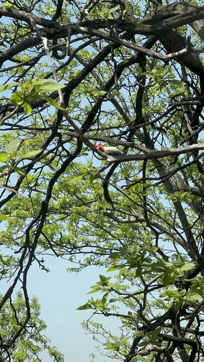 Red-bellied Woodpecker - ML618267384