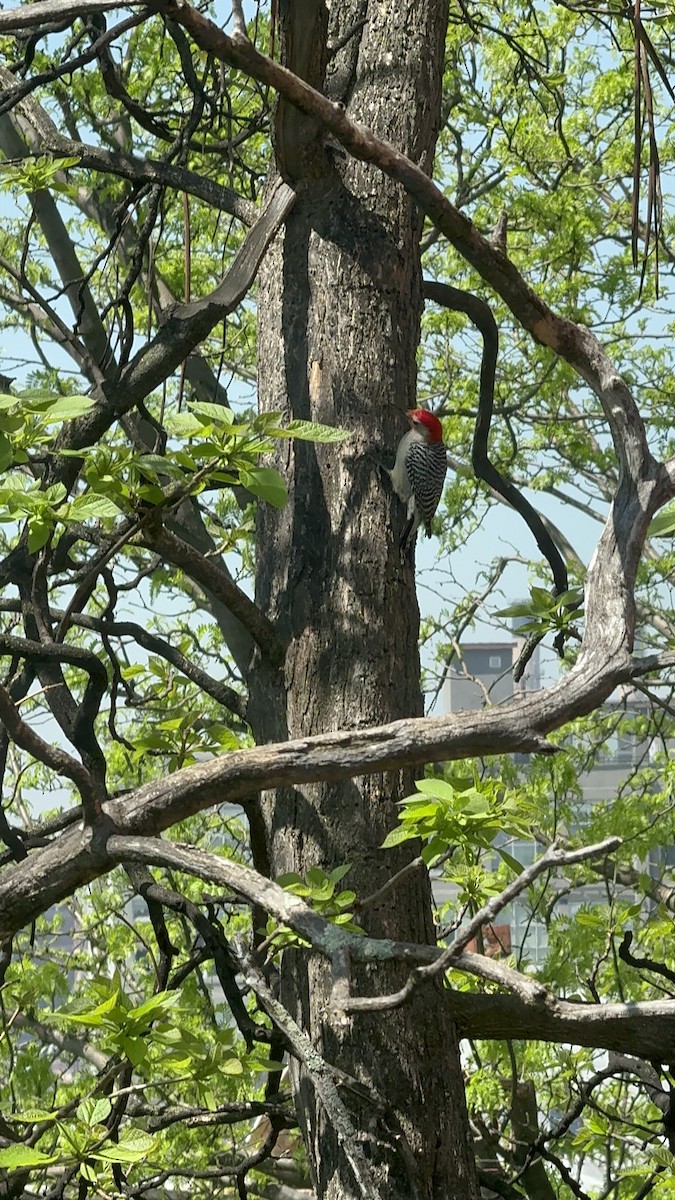 Red-bellied Woodpecker - ML618267386