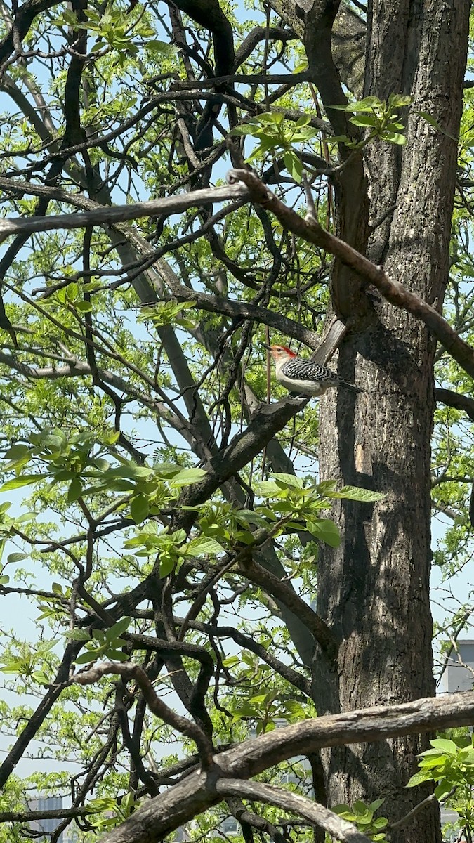 Red-bellied Woodpecker - ML618267388