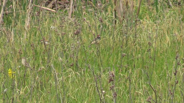 Spanish Sparrow - ML618267412