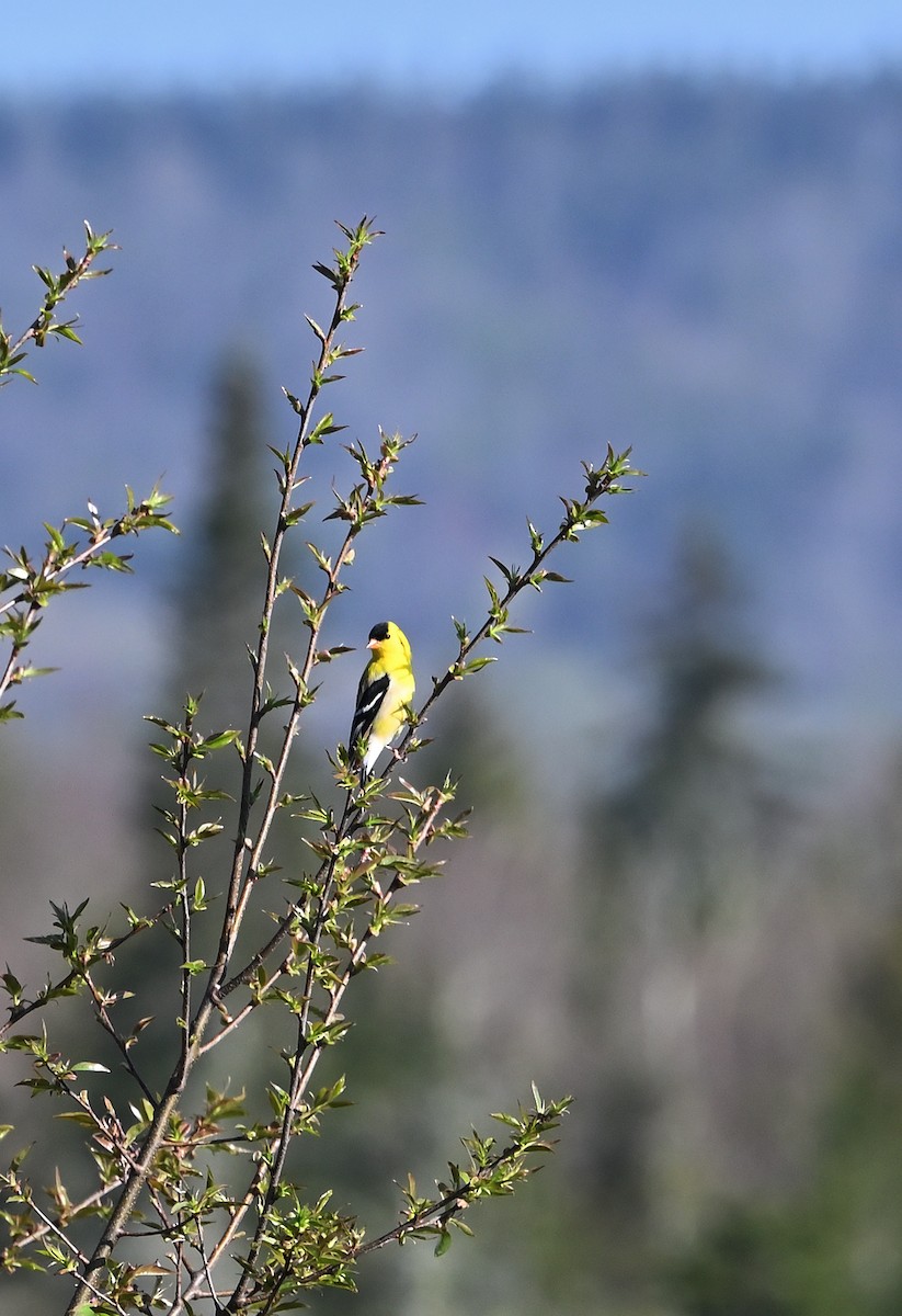 American Goldfinch - ML618267420