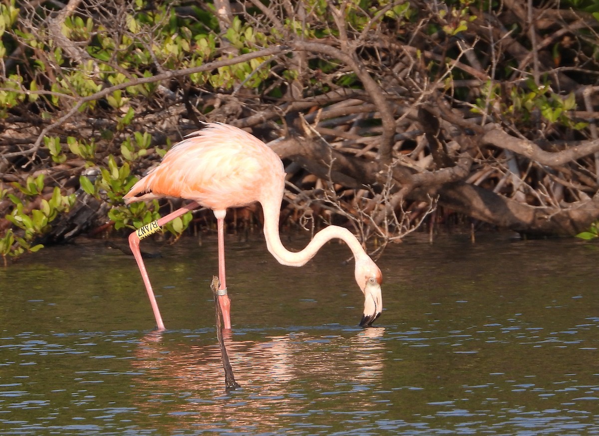 American Flamingo - Cisca  Rusch