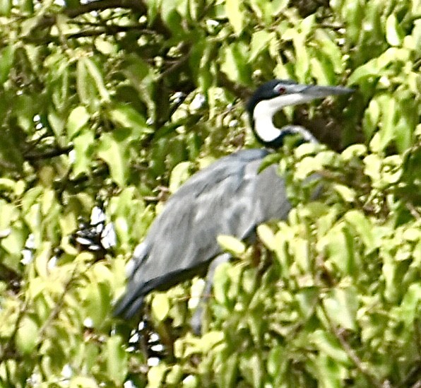 Black-headed Heron - Ron Sassen