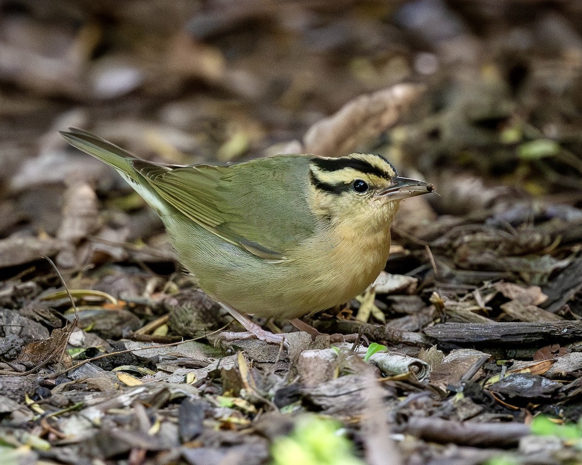 Worm-eating Warbler - Rob Kanter