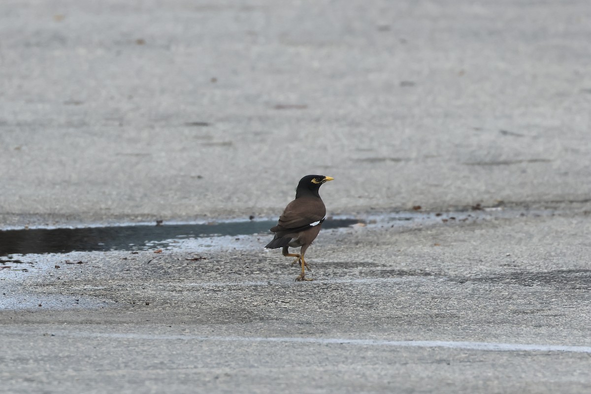 Common Myna - E R