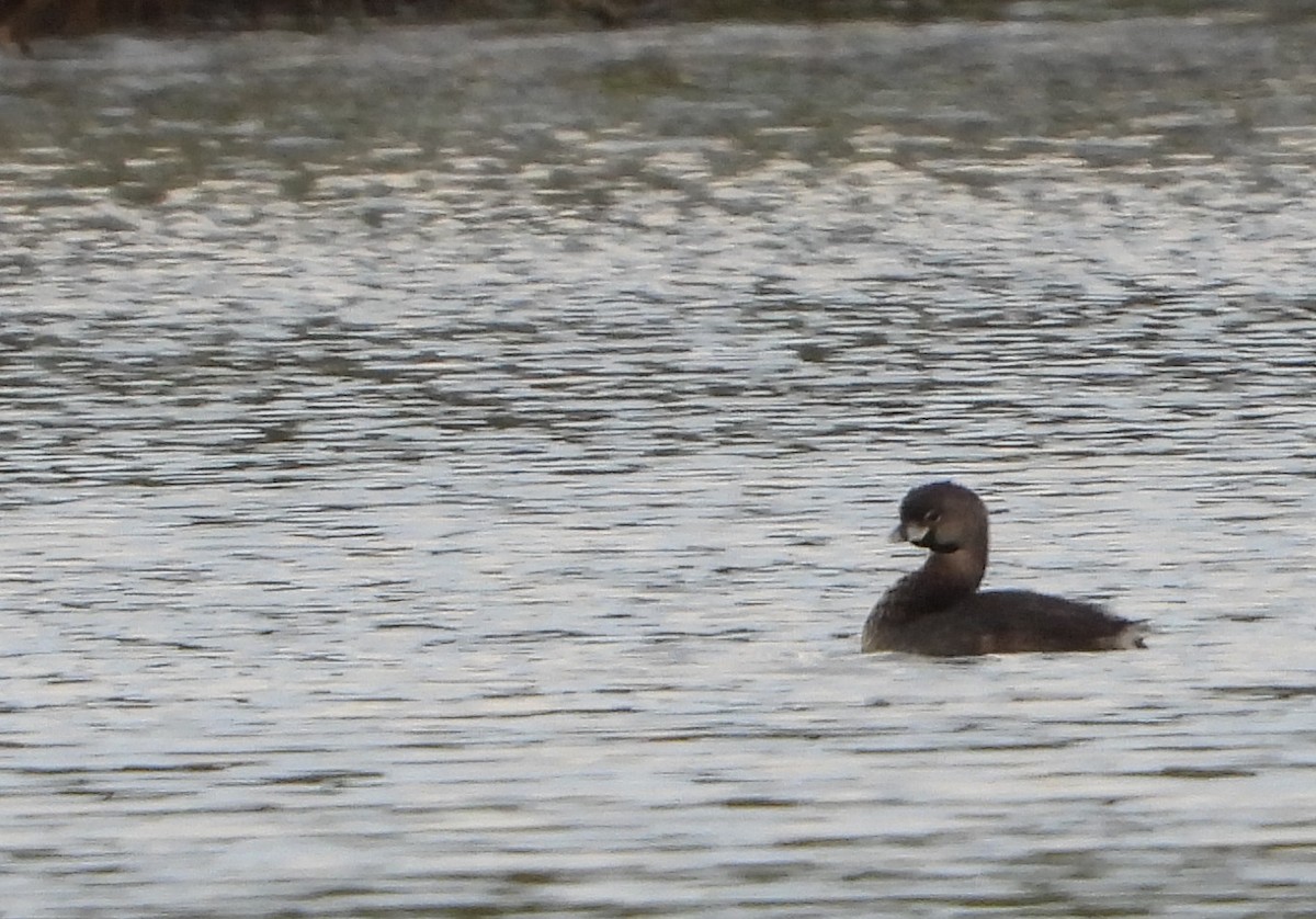 Pied-billed Grebe - Cisca  Rusch