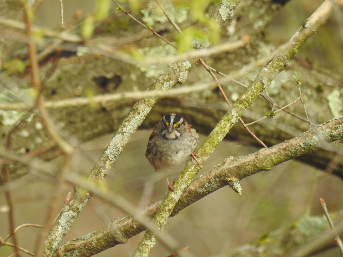 White-throated Sparrow - Tom Dibblee