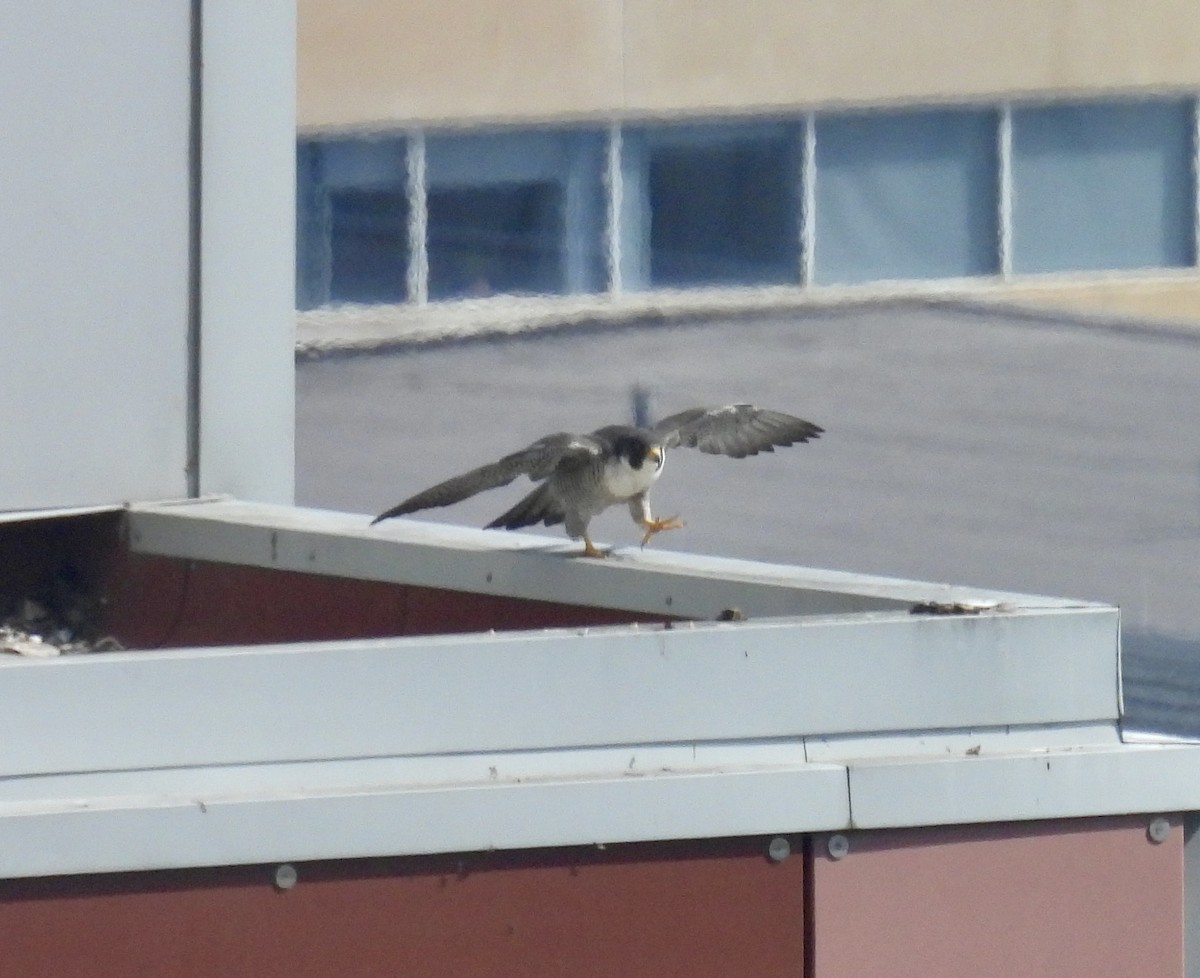 Peregrine Falcon - Tracy Wiczer