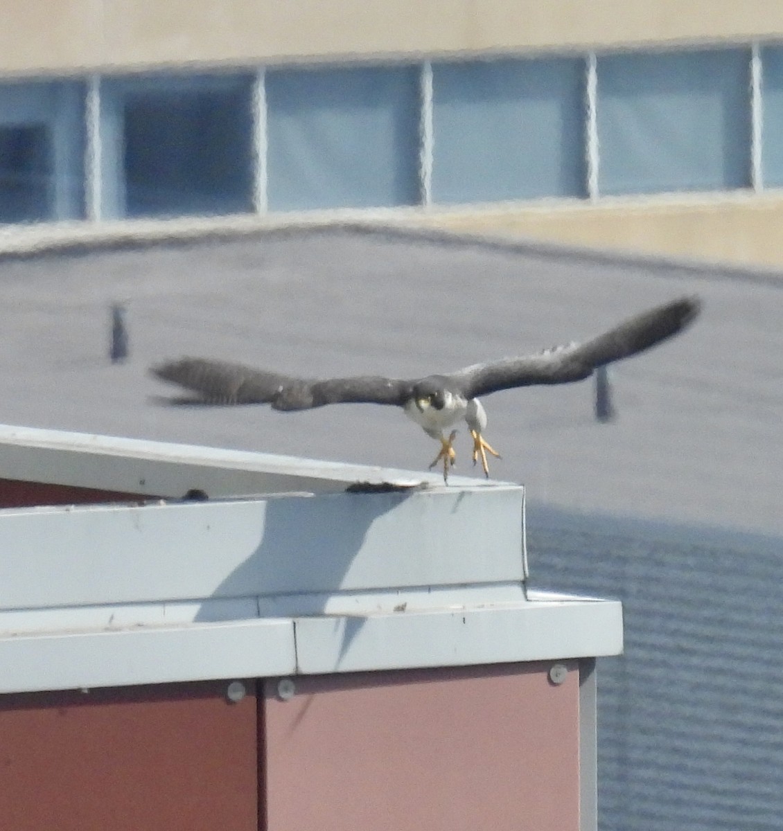 Peregrine Falcon - Tracy Wiczer