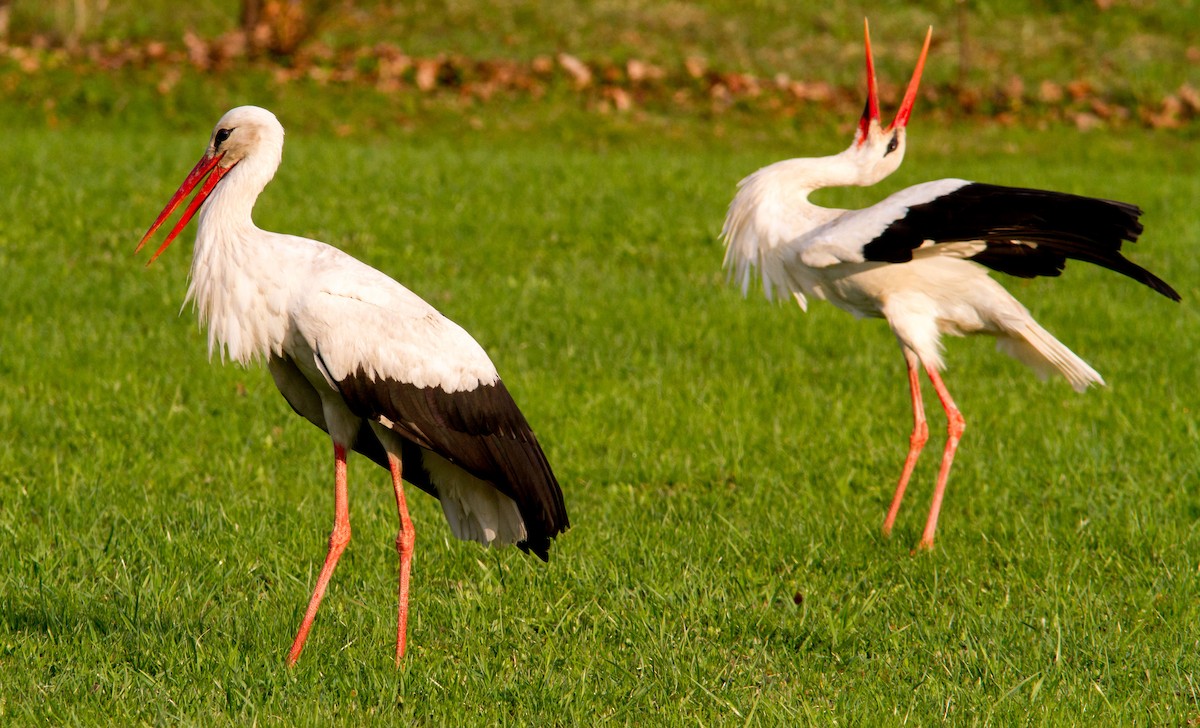 White Stork - ML618267531