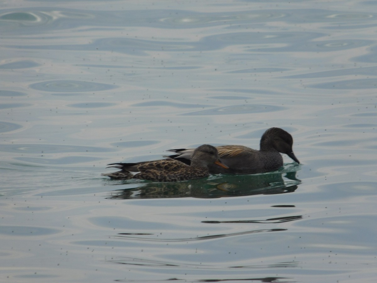 Gadwall - ML618267534