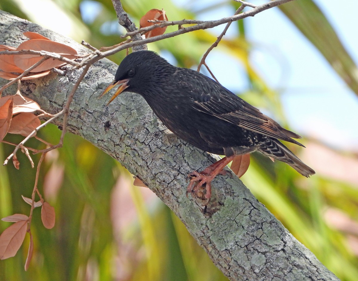 European Starling - Mark Penkower