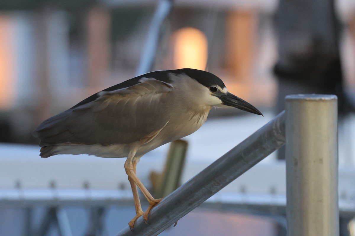 Black-crowned Night Heron - E R