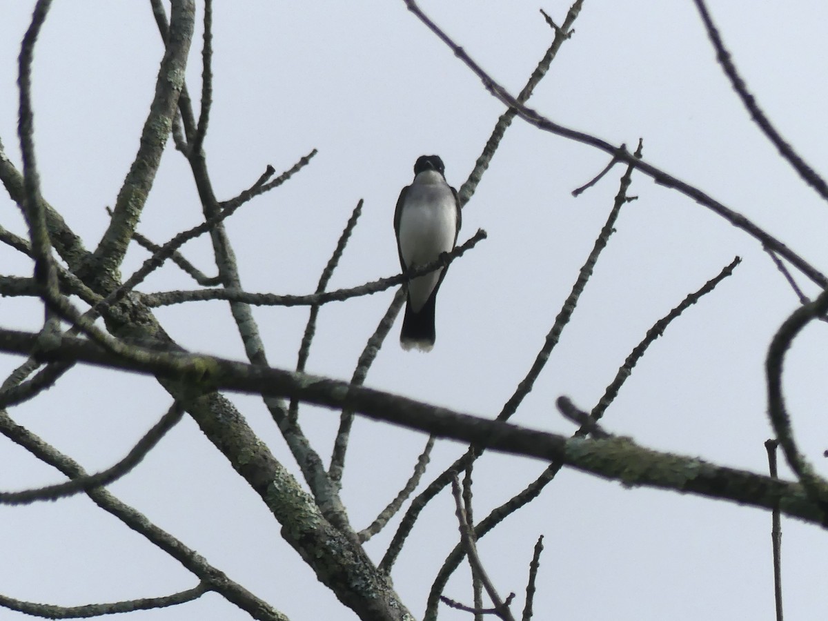 Eastern Kingbird - Marian Sole