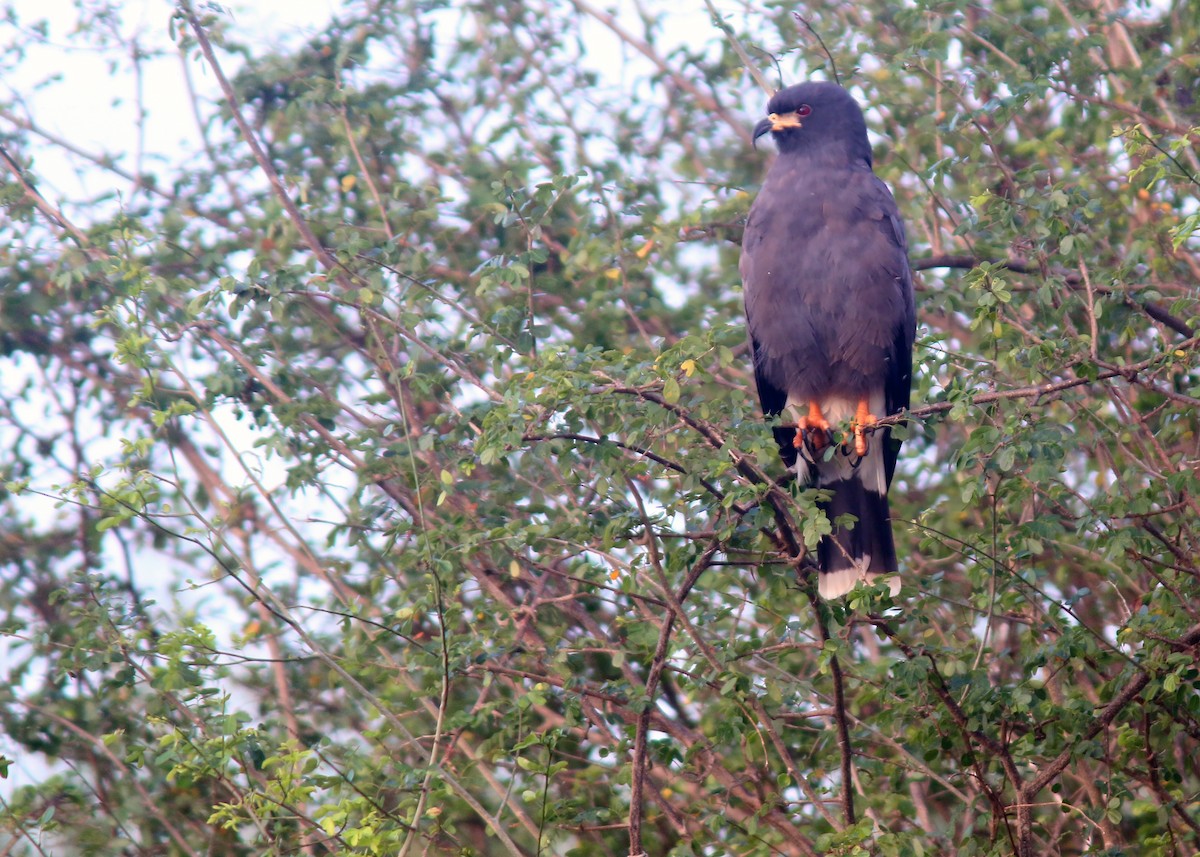 Snail Kite - Jared Clarke