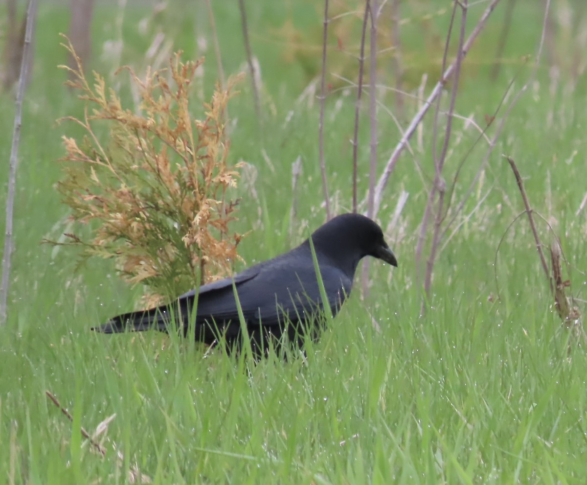 American Crow - Emily Dunning