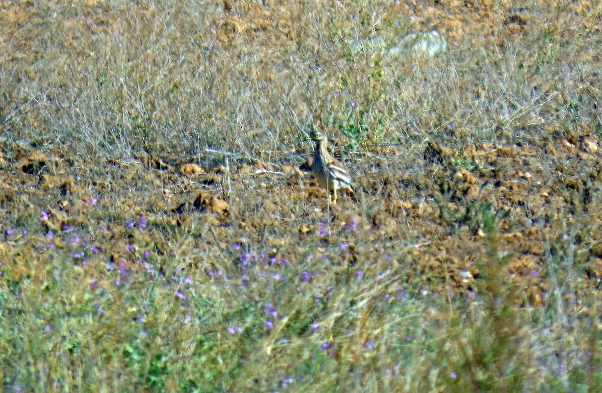 Eurasian Thick-knee - ML618267595