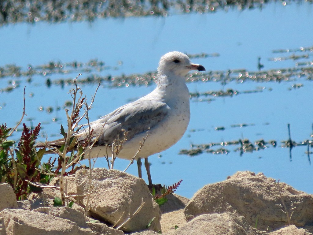 Ring-billed Gull - David Pearson