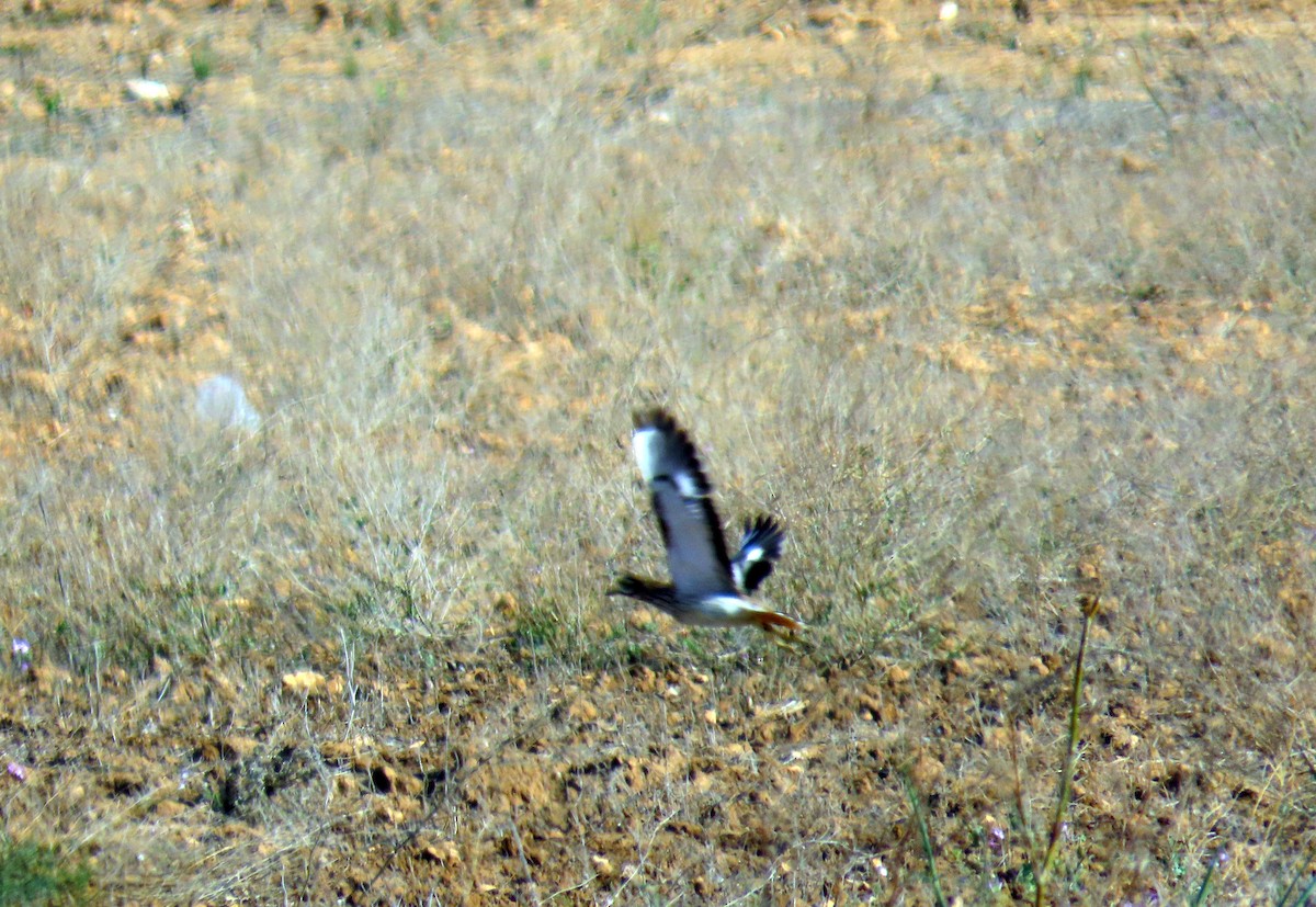 Eurasian Thick-knee - ML618267611