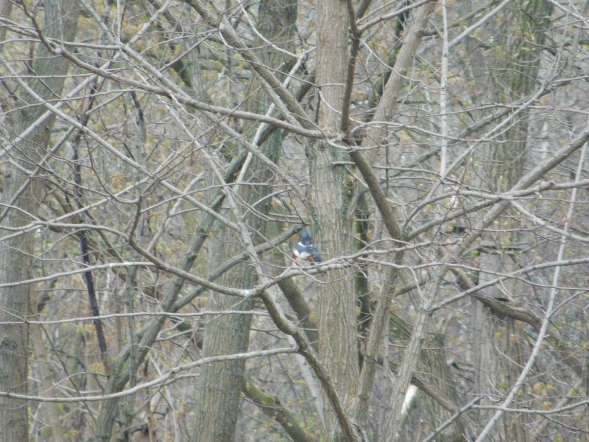 Belted Kingfisher - Arrow Z L