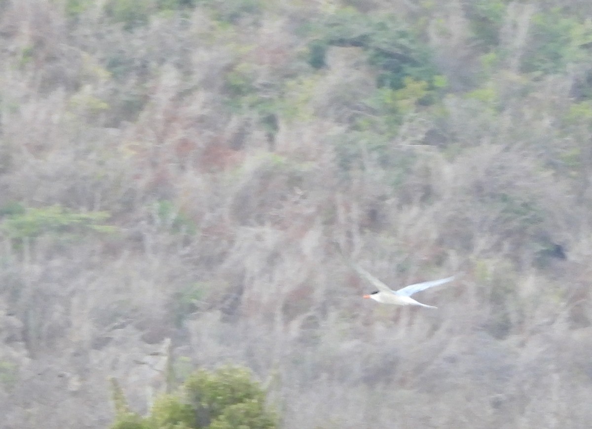 Common Tern - Cisca  Rusch