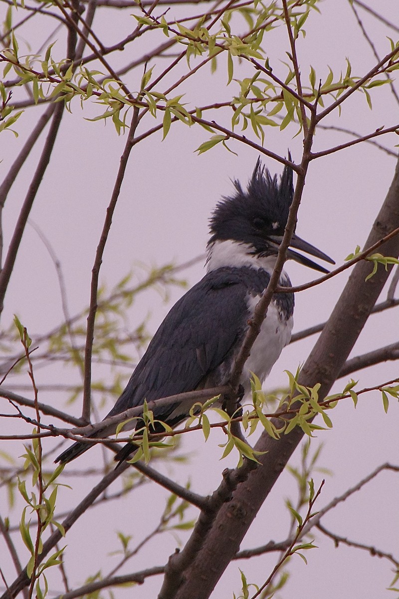 Belted Kingfisher - Lowell Goudge