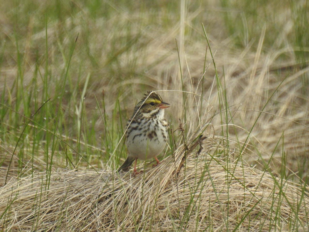 Savannah Sparrow - Tom Dibblee