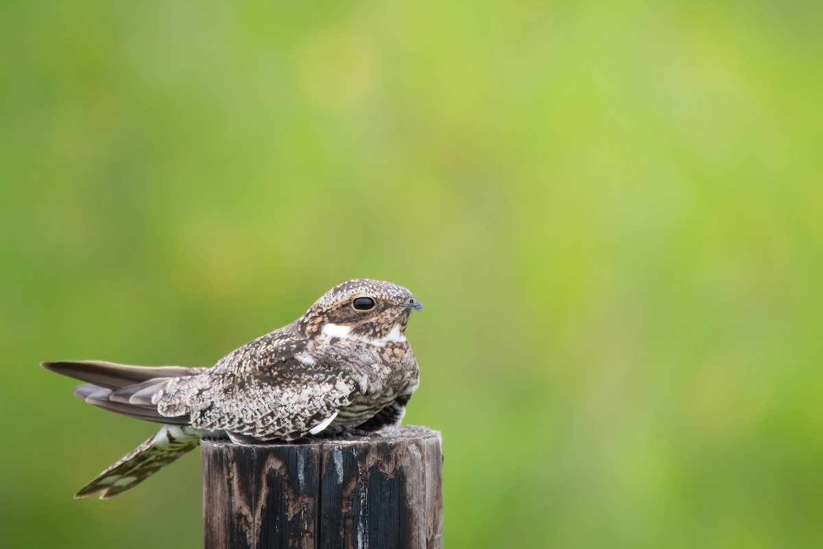 Common Nighthawk - Kaleb Anderson