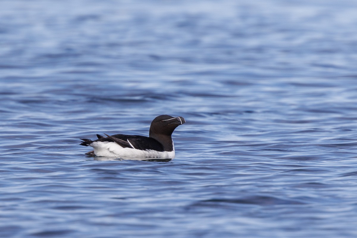 Razorbill - Vitor Gonçalves