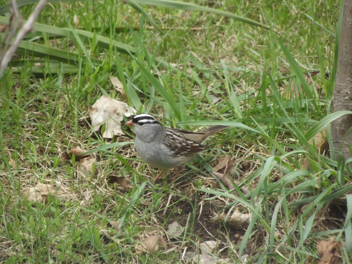 White-crowned Sparrow - ML618267799