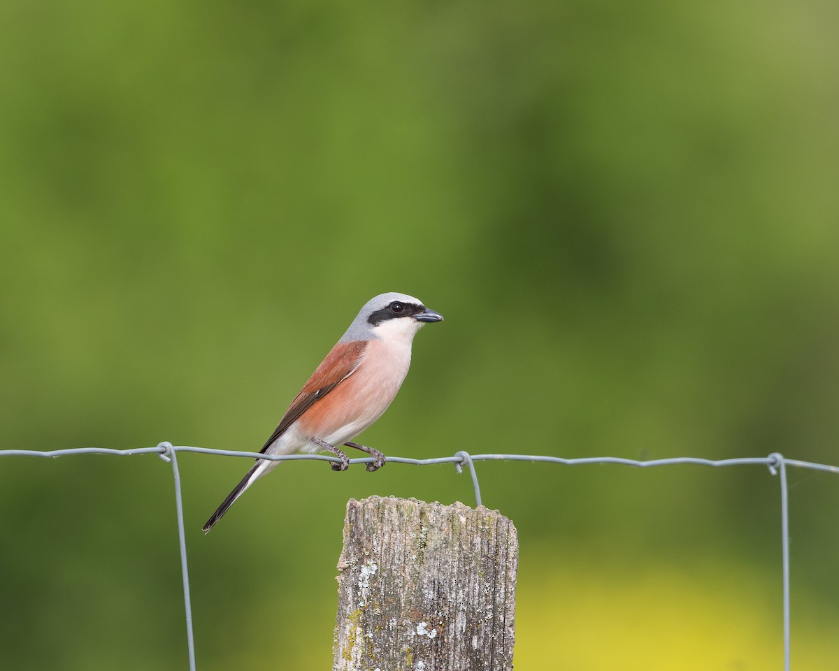 Red-backed Shrike - ML618267811