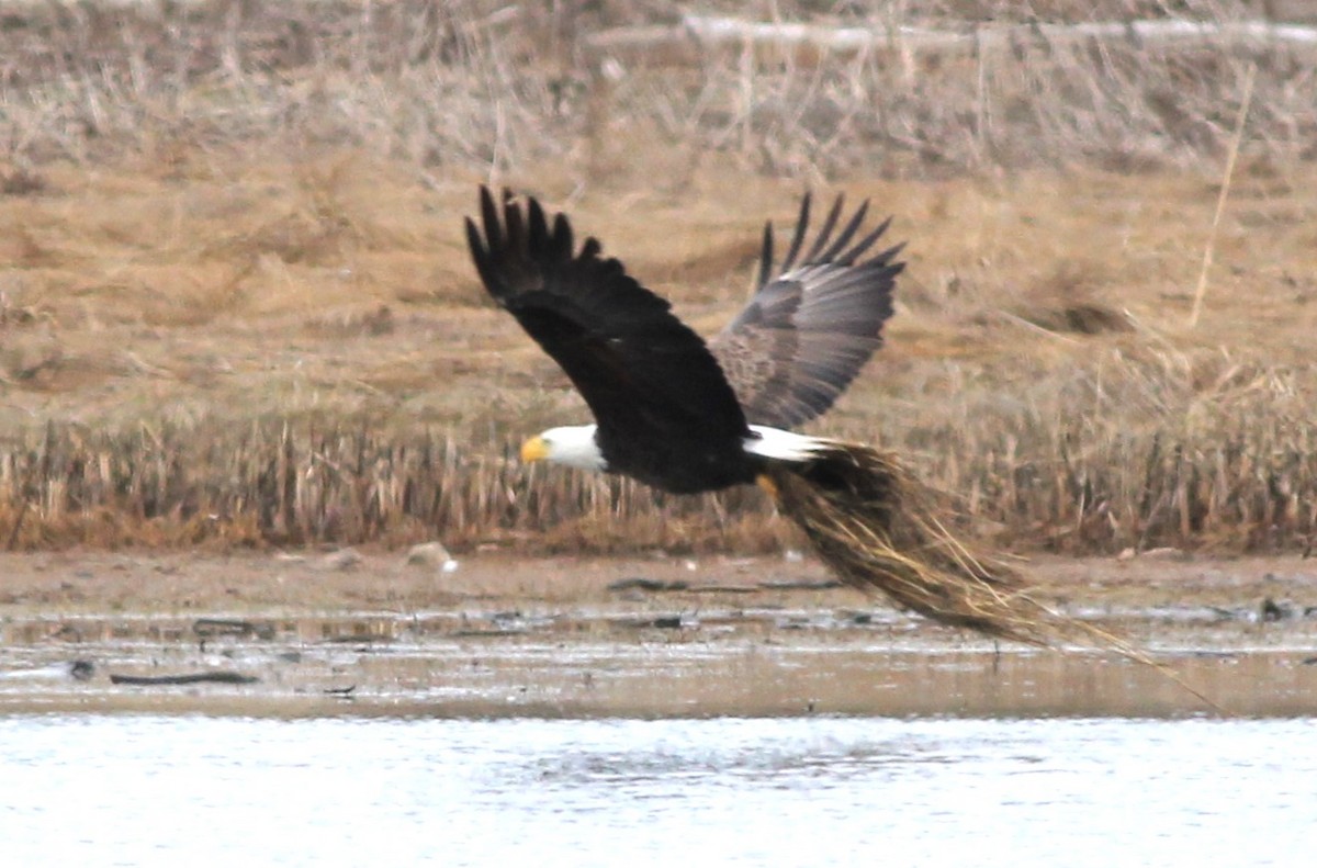 Bald Eagle - Harold Forsyth