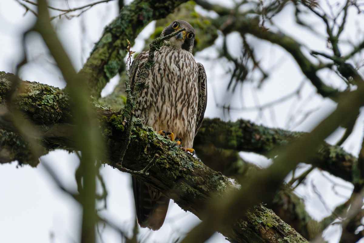 Peregrine Falcon - Andrew W.