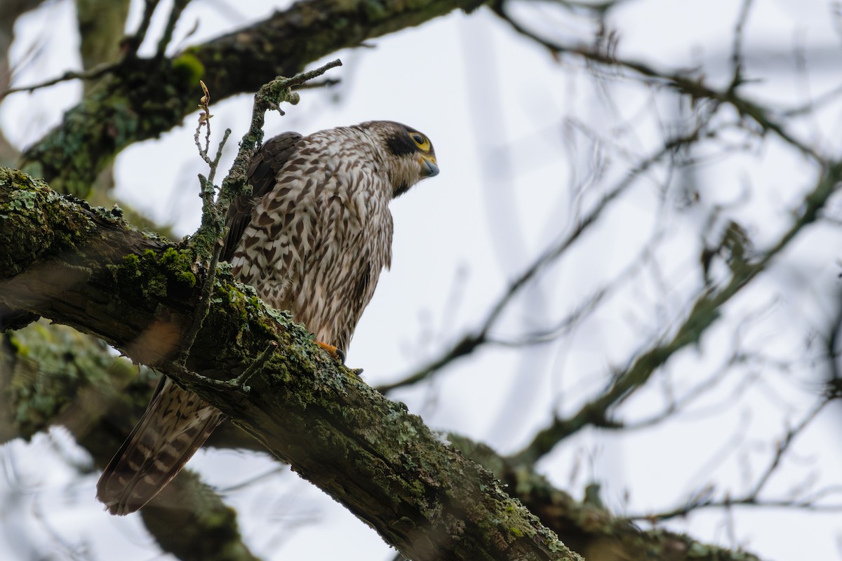 Peregrine Falcon - Andrew W.