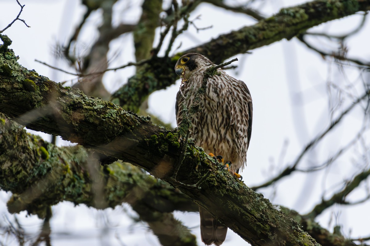 Peregrine Falcon - Andrew W.