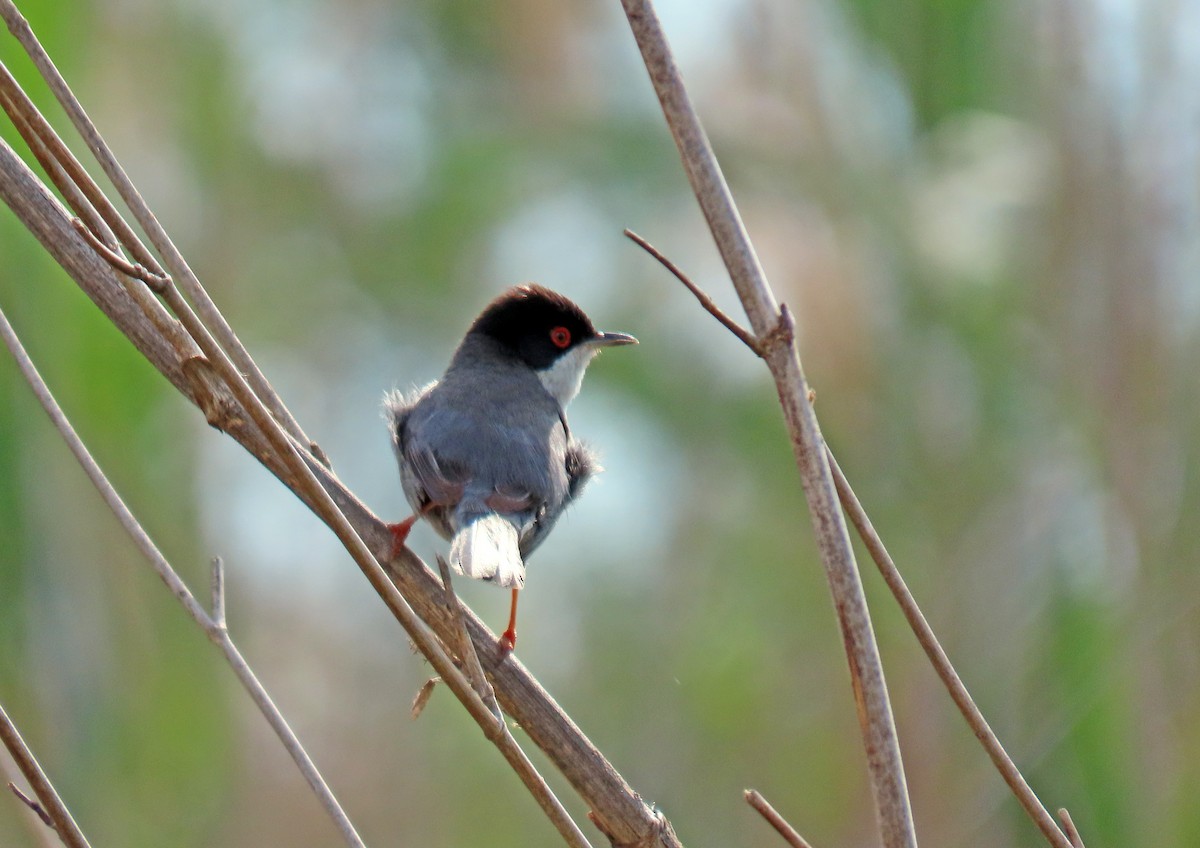 Sardinian Warbler - ML618267857