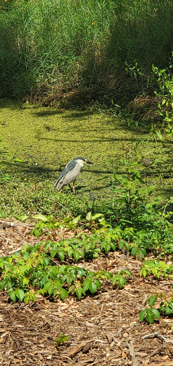 Black-crowned Night Heron - Hilary Hamburger