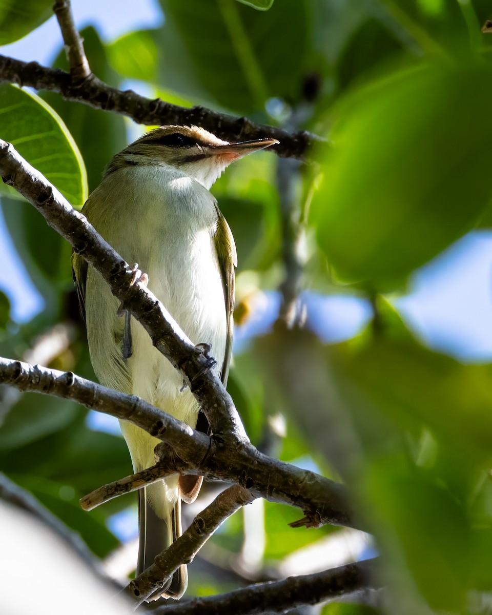 Bıyıklı Vireo - ML618267870